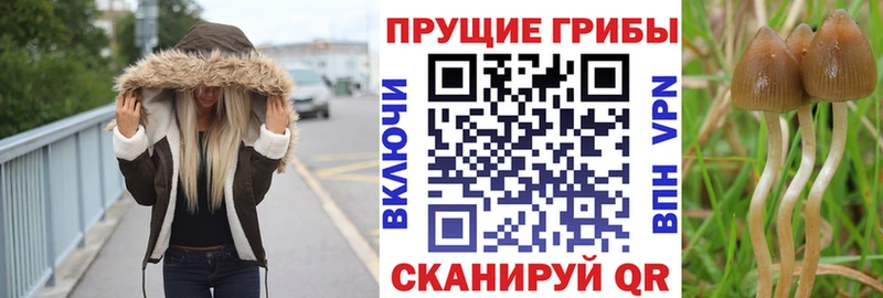 купить наркотики сайты Сковородино МЕГА ССЫЛКА Псилоцибиновые грибы прущие грибы